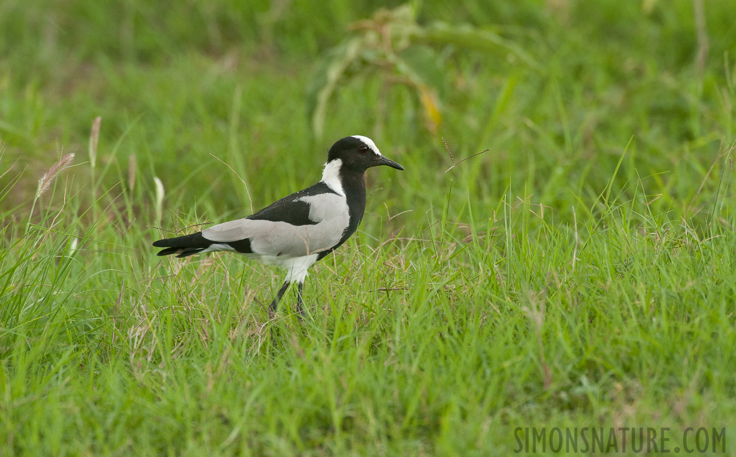 Vanellus armatus [550 mm, 1/320 sec at f / 8.0, ISO 2000]